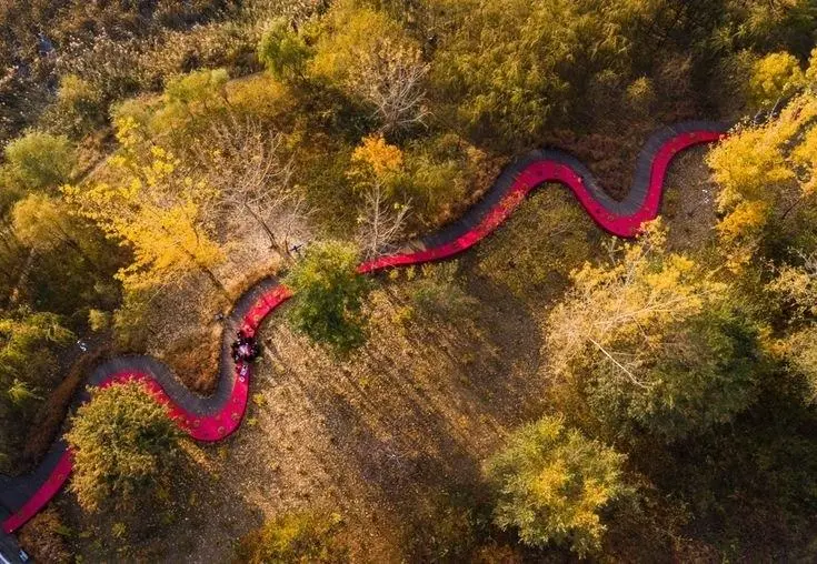 Красный маршрут Тропы Кипрея в лесу